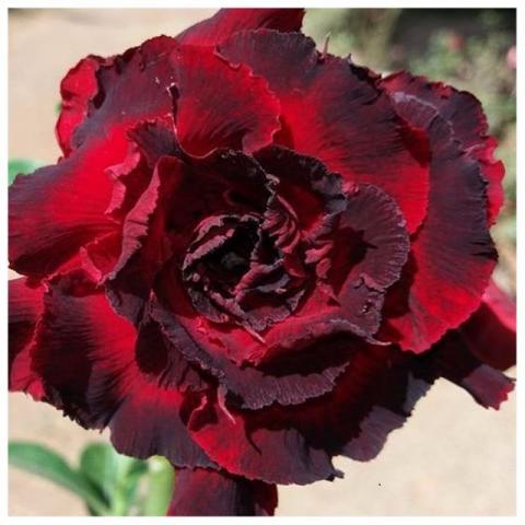 Sementes flor Rosa do Deserto rara