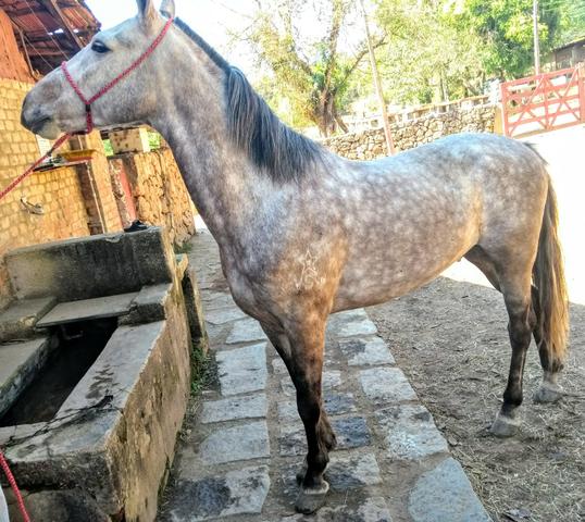 Cavalo Manga larga Mineiro - Registrado