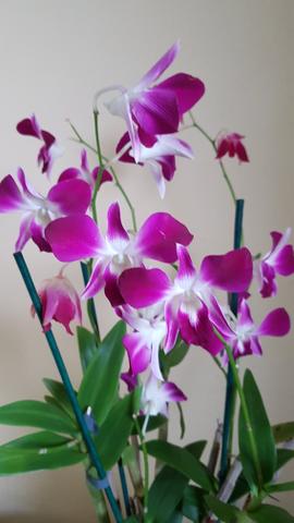 7 em 1 orquídeas.
