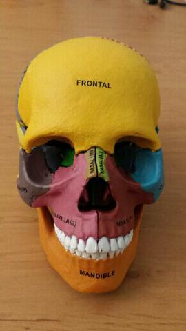 Crânio didático desmontável para estudo de Anatomia