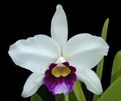 Muda de orquídea Laelia purpurata
