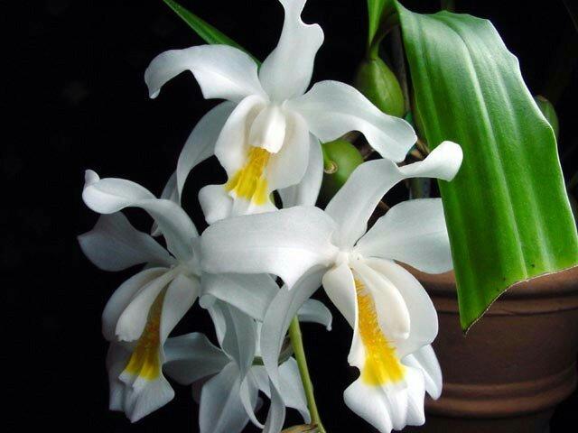 Orquídea Coelogyne Cristata adulta