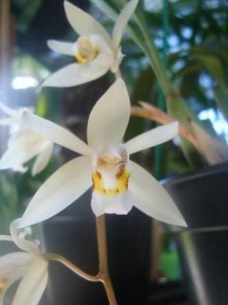 Orquídea Coelogyne flaccida