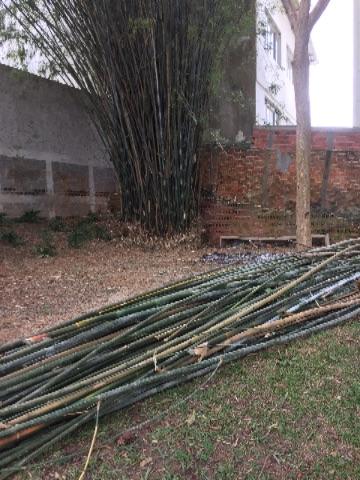 Bambu cortado