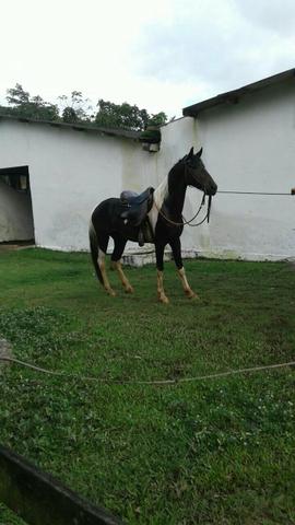 Cavalo campolina