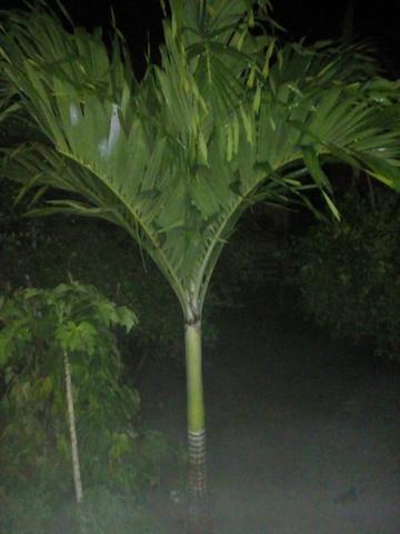 Palmeira indiana