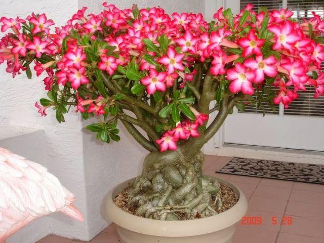 20 Sementes De Rosa do Deserto (Adenium Obesum)  Ensinamos