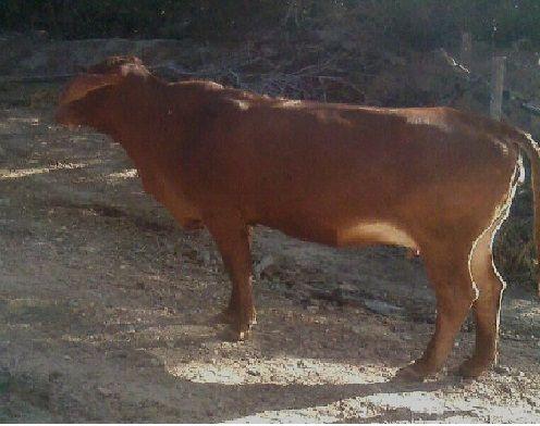 Vaca Novilha girolanda