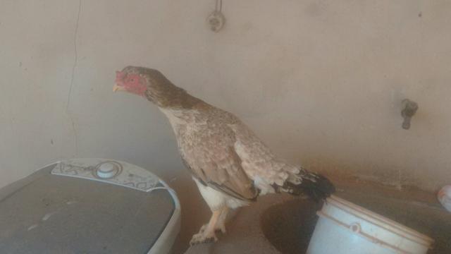 Vendo galinhas índia bico curto bico