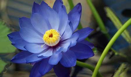 Sementes de Flor azul Exótica
