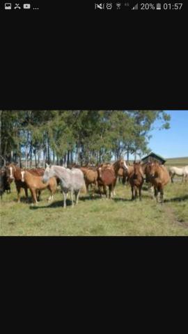 Vendo 30 cavalos crioulos s/registro