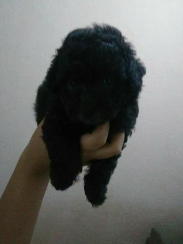 Poodle micro toy macho