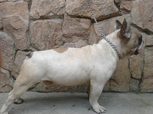 Bulldog Francês (Monta ou Inseminação)