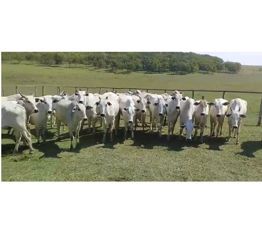 30 Vacas Nelore Paridas e Prenhas