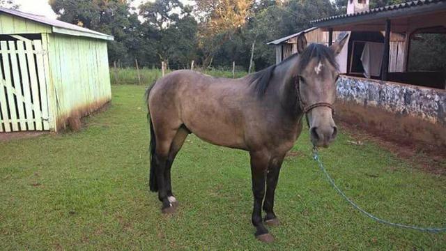Cavalo Crioulo 3T