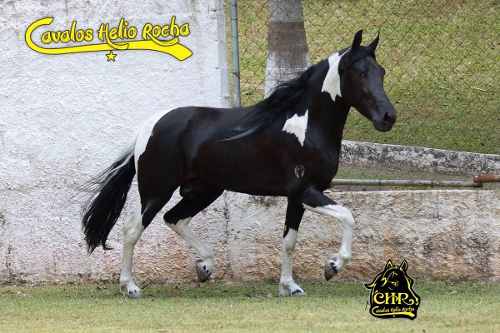 Cavalo Mangalarga Marchador Pampa De Preto Registrado