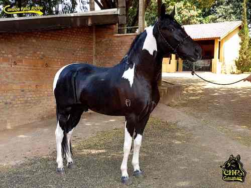 Cavalo Mangalarga Marchador Registrado Pampa De Preto