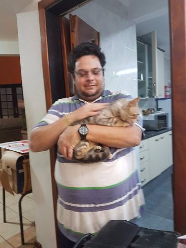 Gato Bengal, Puro Linhagem Silver Macho Inteiro Com Pedigree
