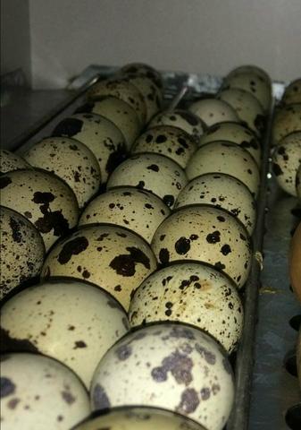 Ovos galados de codorna gigante