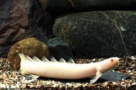 Polypterus Senegalus Albino (10 A 12cm)