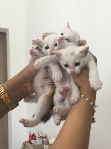 Doa se gatinhos Branco com olhos azuis lindos