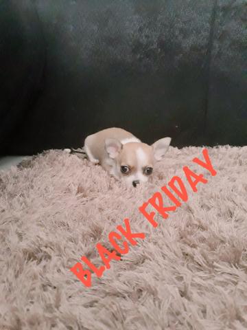 Chihuahua Black Friday