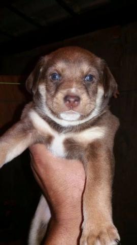 Labrador 1 mês