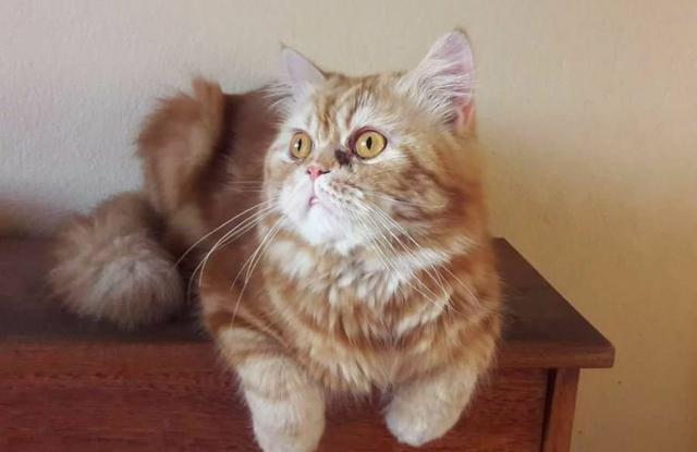 Lindo gato persa macho