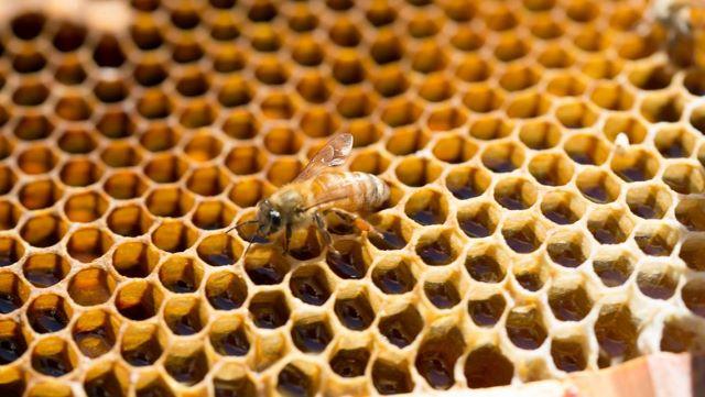 Enxame de abelha
