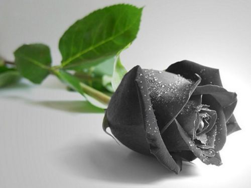Rosa Negra blackrose Flor Rara Sementes para Plantar