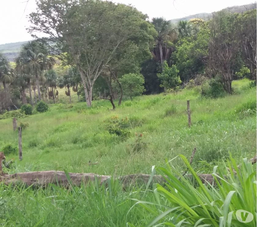 Fazenda para pecuária 795hectares Rondonópolis 