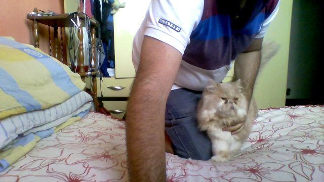 Gato persa macho maravilhoso