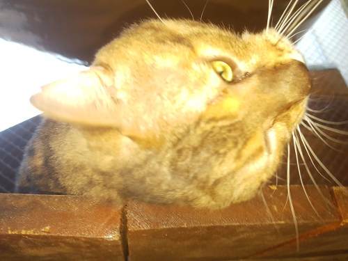 Gato Bengal, Puro Brown Spotted Macho Inteiro Muito Lindo!