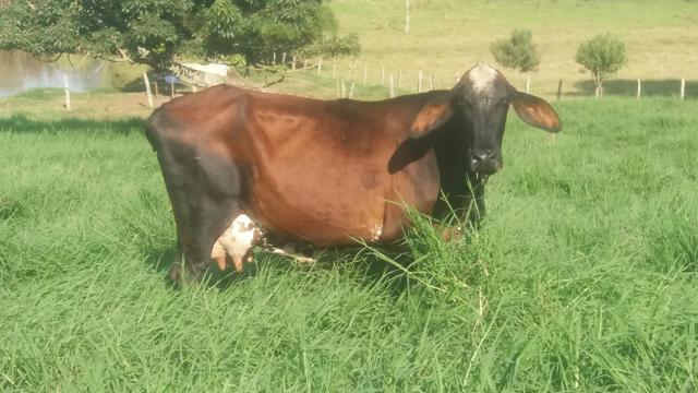 Vaca Girolanda Em Lactação