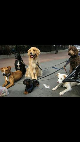 DOG WALKER (passeadores de cães)