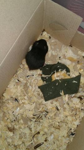 Vendo 2 hamsters fêmeas