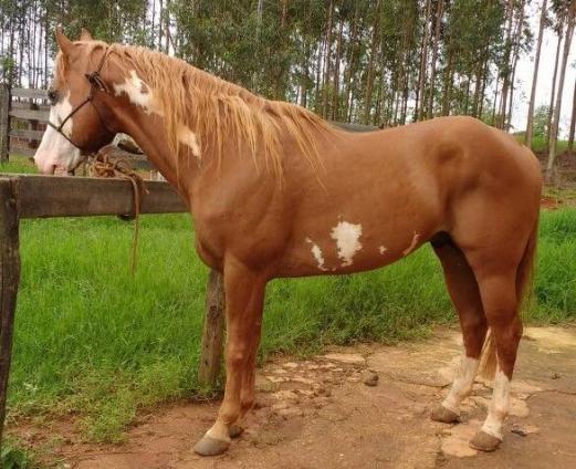 Cobertura (Paint Horse)