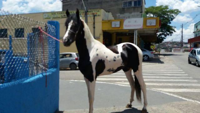 Cobertura de Cavalo Mangalarga Paulista