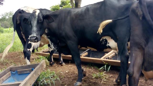Vacas girolando p torneio leiteiro acima de 50kg leite