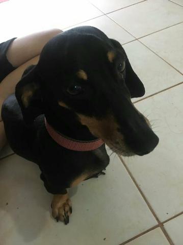 Cachorro Dachshund á venda (Salsichinha) Valparaiso de Goiás