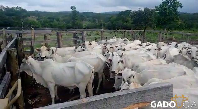 48 Vacas Prenhe Nelore Comercial em Nova América - GO