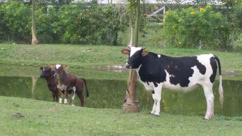 Mini Vacas Altíssima Qualidade, Pônei, Mini Touro