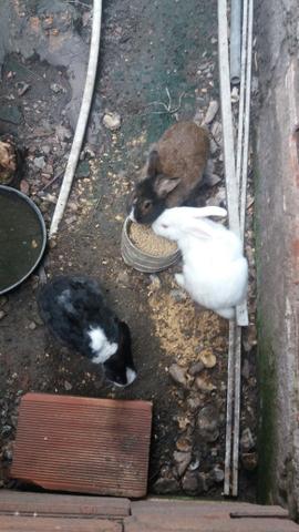 3 coelhos jovens
