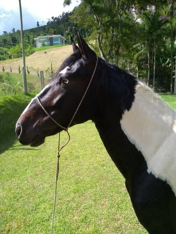 Cavalo Mangalarga Pampa de Preto