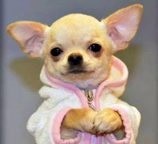 Chihuahua Fêmea Miúda