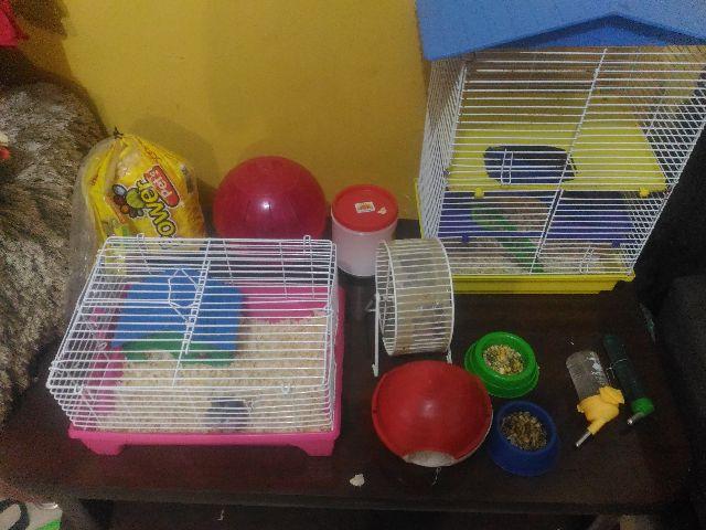 Hamster com duas gaiolas e acessorios