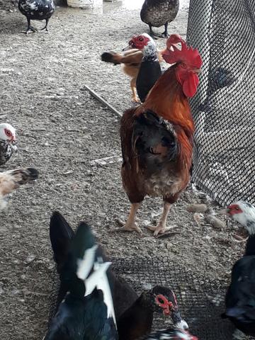 Vendo galinhas de quital de 80 pra baicho