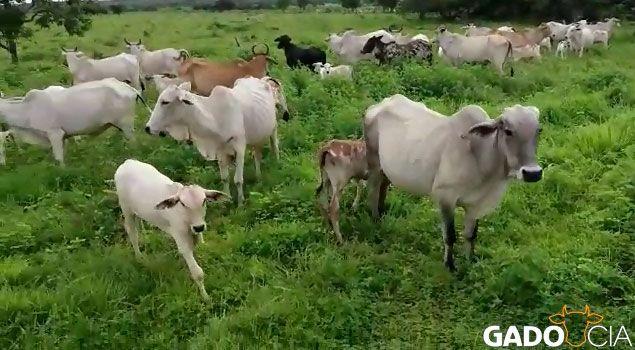 Lote Vacas Paridas Nelore Comercial em Bebedouros - SP