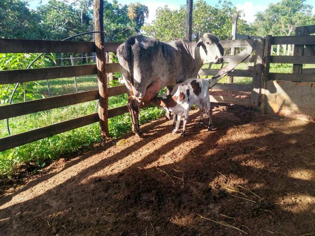 Vaca girolanda leiteira