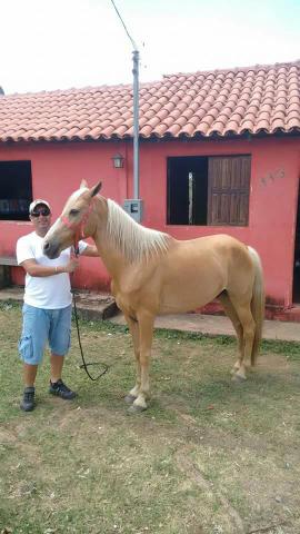 Cavalo Baio Amarilo muito bonito